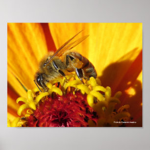 Bin pollinerande blomma poster