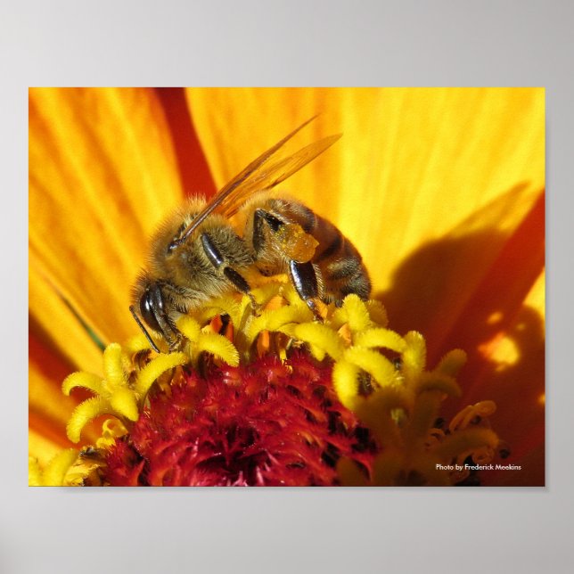Bin pollinerande blomma poster (Framsidan)
