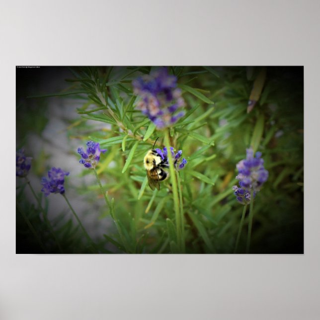 Bin, Poster (Framsidan)