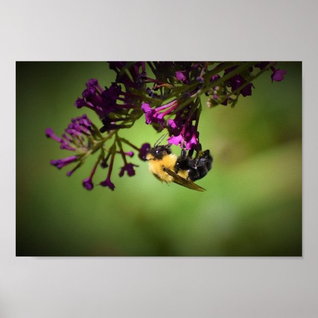 Bin, Poster (Framsidan)