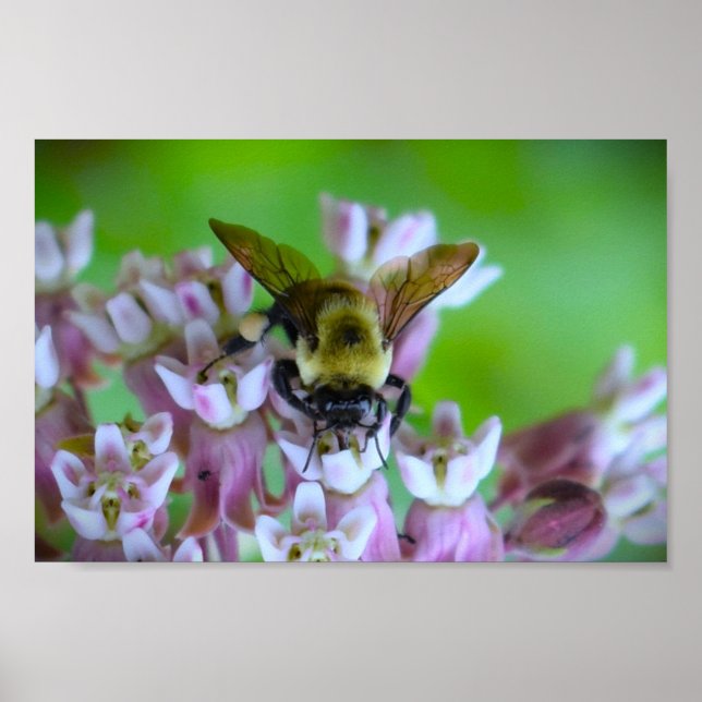 Bin, Poster (Framsidan)