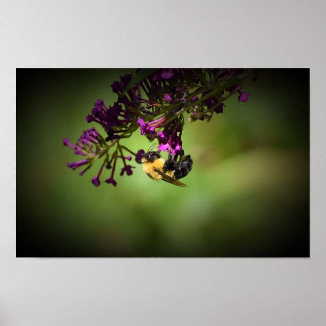 Bin, Poster (Framsidan)