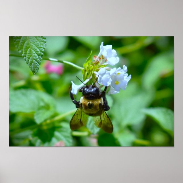 Bin, Poster (Framsidan)