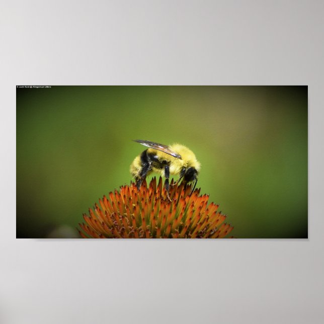 Bin, Poster (Framsidan)