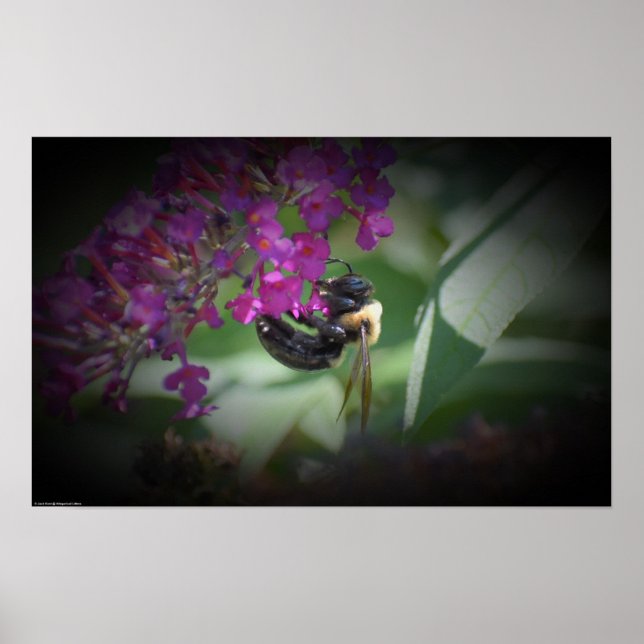 Bin, Poster (Framsidan)