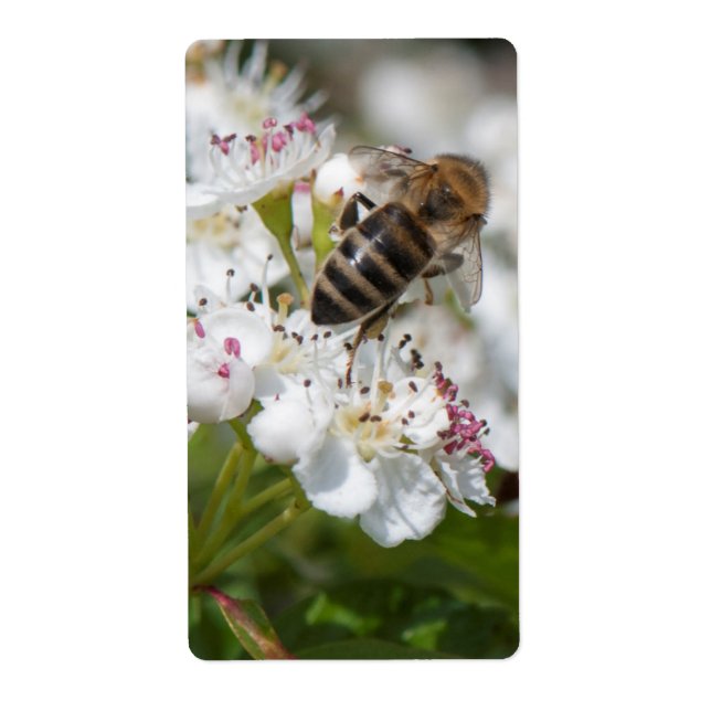 Bin samlar in pollen fraktsedel (Framsidan)