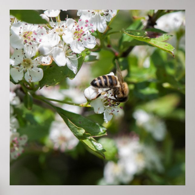 Bin samlar in pollen poster (Framsidan)