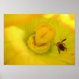 Bin vid Gulten Zucchini Flower Small Poster