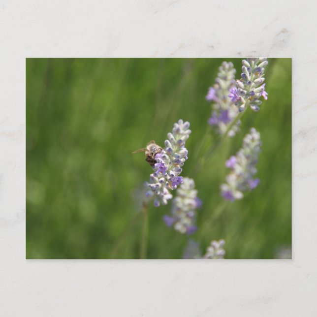 Bin Vykort (Framsida)