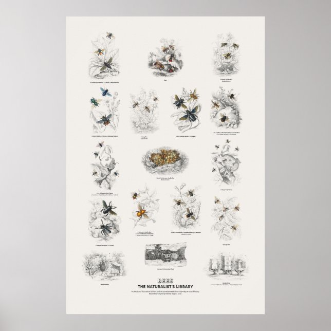 Bina - Naturalist's Library Poster (Framsidan)