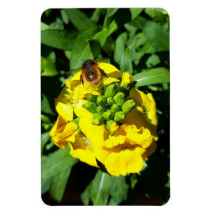 Bina på gula blommor magnet