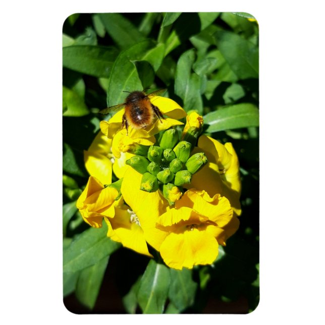 Bina på gula blommor magnet (Vertikal)