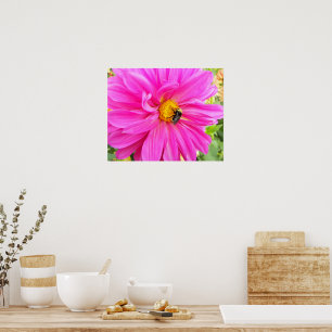 Bina på Rosa Dahlia Blommig Fotografisk Poster
