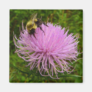 Bina på Tistelblomma Natur Magnet