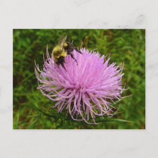 Bina på tistelblomma natur vykort