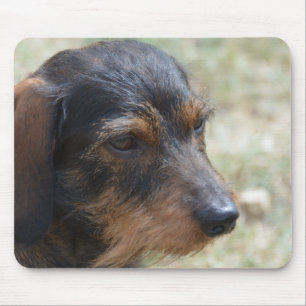 Binda den Haired Daschund hunden Musmatta
