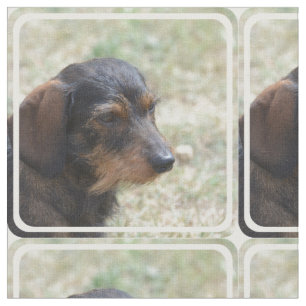 Binda den Haired Daschund hunden Tyg