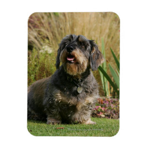 Binda-haired standard tax magnet