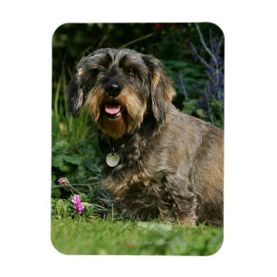 Binda-haired standard taxsitta magnet