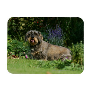 Binda-haired standard taxsitta magnet