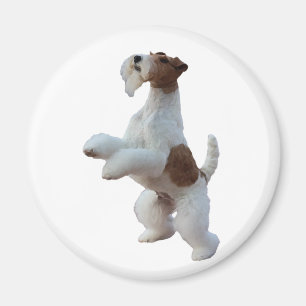 binda hårfoxterriern magnet