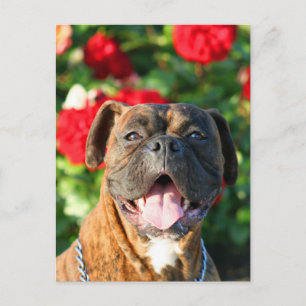 Bindle boxer-hund vykort