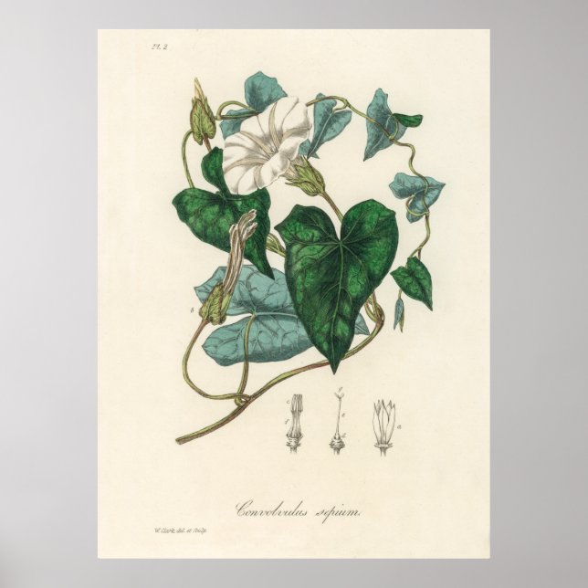 Bindweed (Convolvulus sepium) från medicinska bota Poster (Framsidan)