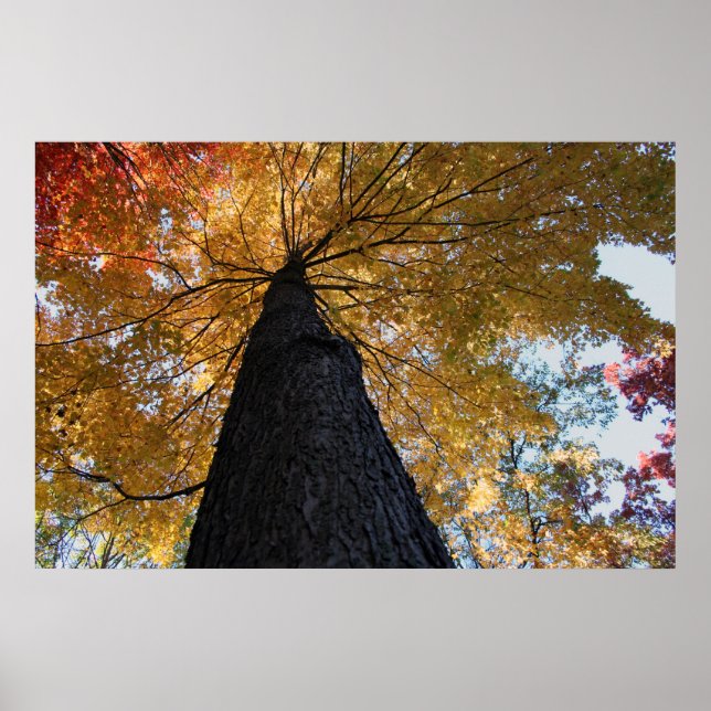 Binghamton oktober 2008 17 poster (Framsidan)