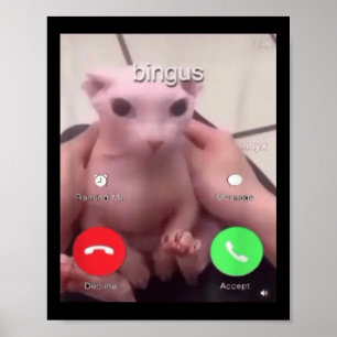 Bingus kallar hairless Sphinx Cat Bingus Cat M Poster