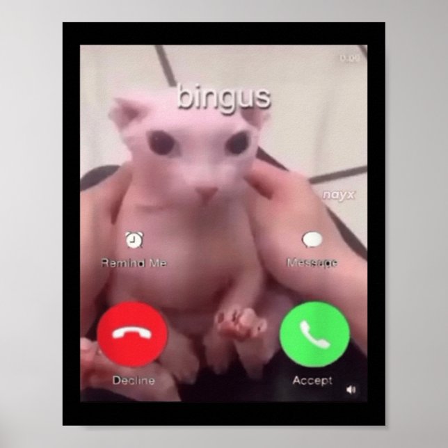 Bingus kallar hairless Sphinx Cat Bingus Cat M Poster (Framsidan)