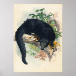 Binturong av Joseph Varg Poster