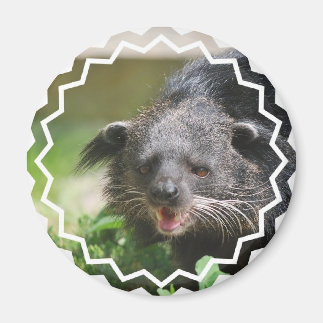 Binturong Magnet (Framsidan)