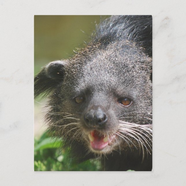 Binturong-vykort Vykort (Framsida)