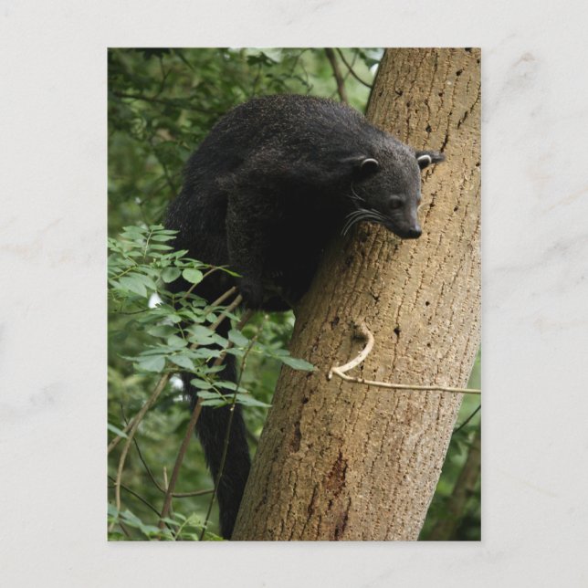 Binturong-vykort Vykort (Framsida)