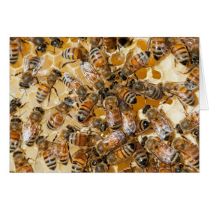 Biodling på Arlo's Honey Farm Hälsningskort