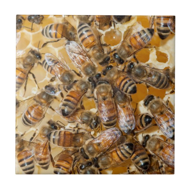 Biodling på Arlos Honey Farm Kakelplatta (Framsidan)