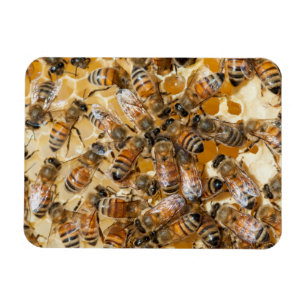 Biodling på Arlo's Honey Farm Magnet