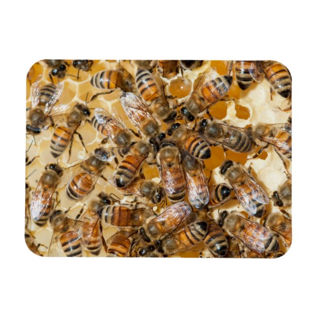 Biodling på Arlo's Honey Farm Magnet (Horisontell)