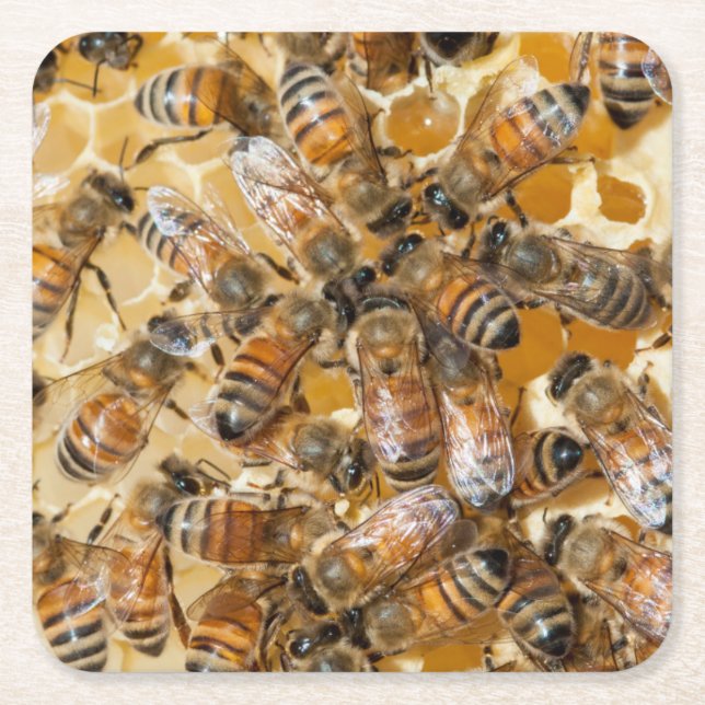 Biodling på Arlos Honey Farm Underlägg Papper Kvadrat (Framsidan)
