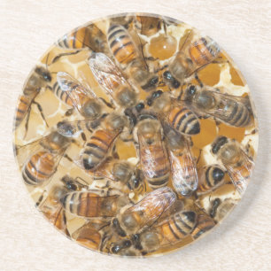 Biodling på Arlo's Honey Farm Underlägg Sandsten