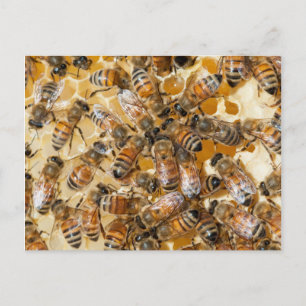Biodling på Arlos Honey Farm Vykort