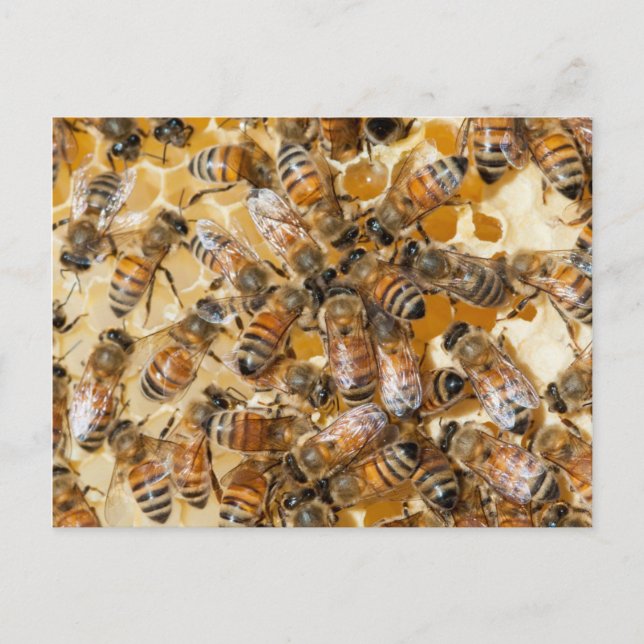 Biodling på Arlos Honey Farm Vykort (Framsida)
