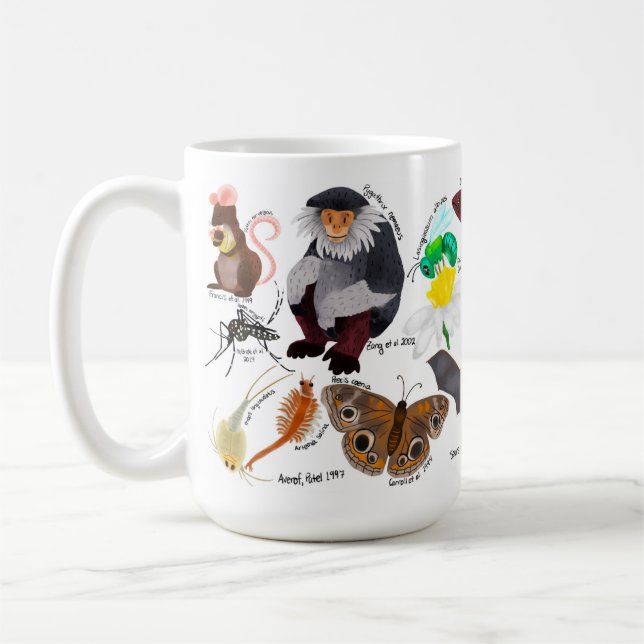 BIOL459-modellorganism Mugg (Vänster)