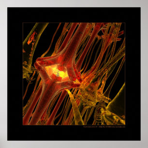 Biologi: kommunikation #1 poster