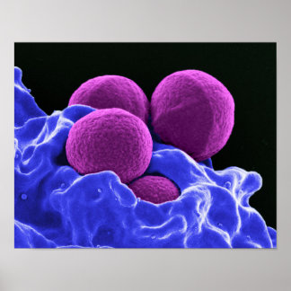 biologi mikrobiologi abstrakt art bakterie poster