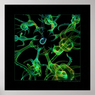 Biologi: predation poster