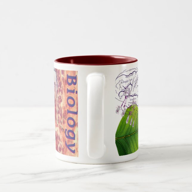 Biologimugg Två-Tonad Mugg (Handtag)