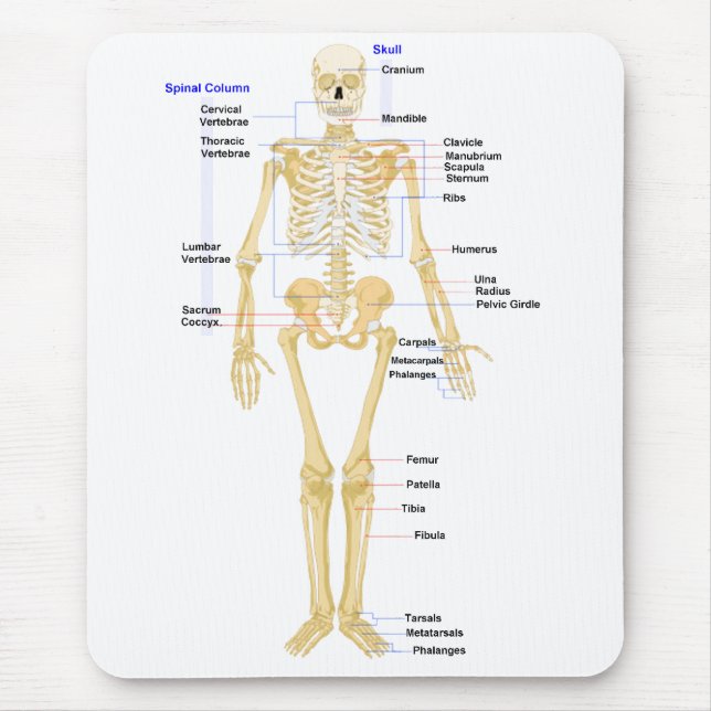 Biologimusen vadderar musmatta (Framsidan)