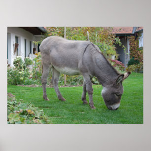 Biologisk Gräsmatta på fyra hovar Poster