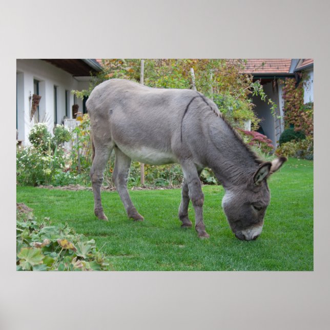 Biologisk Gräsmatta på fyra hovar Poster (Framsidan)